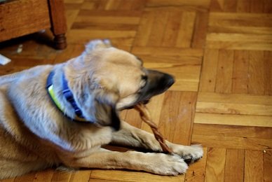 how to make your own bully stick