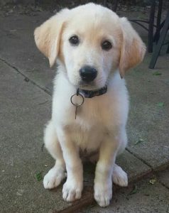 Great Pyrenees lab mix puppy
