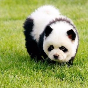 chow chow panda dog