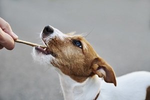 puppy swallowed bully stick