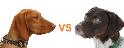 vizsla vs german shorthaired pointer