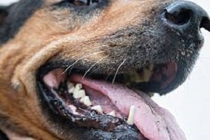 Dogs Acting Strange After Teeth Cleaning - Must Read Explanation