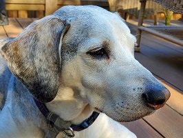 old dog vestibular disease not eating