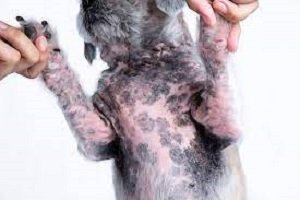 black spots on dog's belly