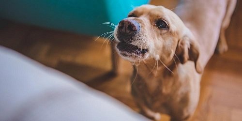 my dog barks at me when i sit on the couch