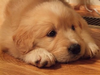 How to Tire out a Puppy Before Bed