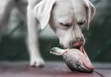 can dogs eat fish heads