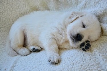 do puppies pee in their sleep