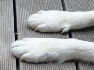dog breeds that use their paws a lot