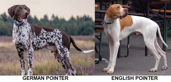 english pointer vs german pointer