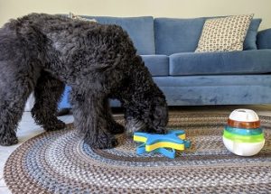 My Dog ate sharp plastic! What to do? - Must Read, Before its Too Late