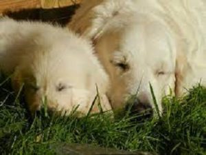 what is the best age for a puppy to leave its mother