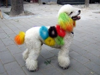 what state it is illegal to dye dog in