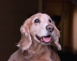 white bump on dogs lips