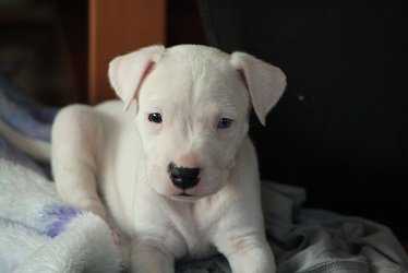 3 week old puppy has flea