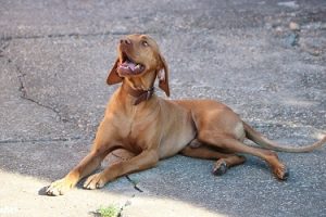 Do Hungarian vizslas make good pets