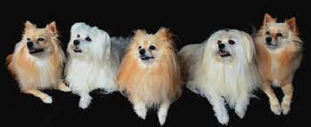 Flat Coat Pomeranian