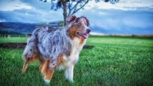 Why my Australian shepherd is out of control