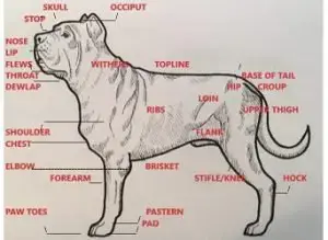 Dog Occiput Getting Bigger Must Read Before Its Late