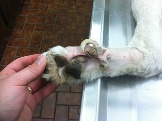 dogs dewclaw removal surgery