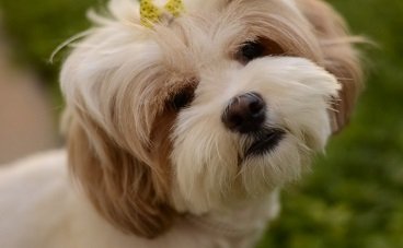 female dog leaking clear odorless fluid