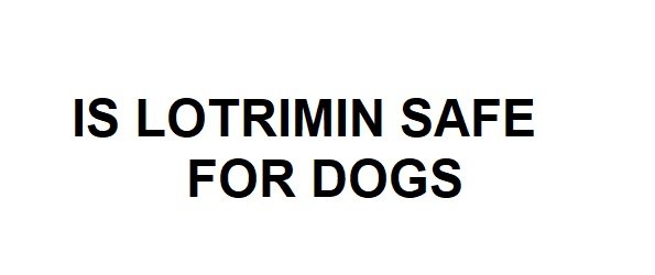 is lotrimin safe for dogs