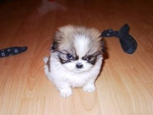 My Puppy doesn't Like Me - Steps You Can Do To Fix the Situation