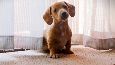 puppy poops in house after being outside