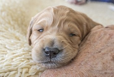 two weeks old puppy constipated