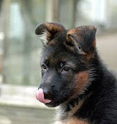 At What Age do German Shepherd Ear Stand Up