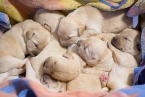 How to pick a golden retreiver puppy from litter