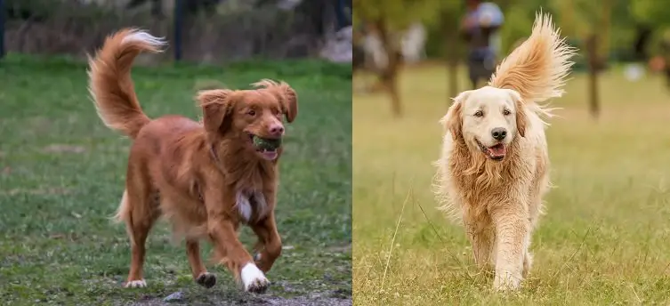 Nova scotia vs golden retreiver