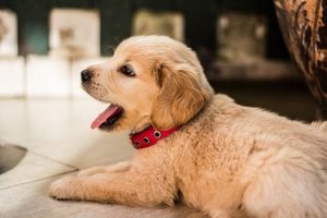 What size collar for golden retreiver puppy
