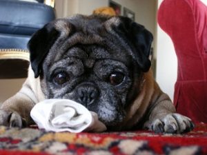 What to do if dog eats underwear