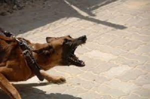 dog biting leash and growling