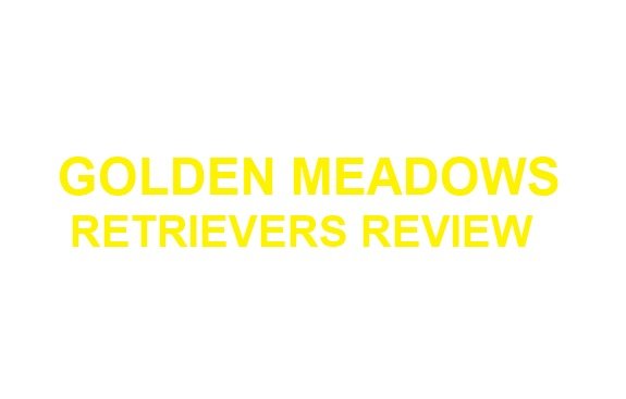 golden meadows retrievers review
