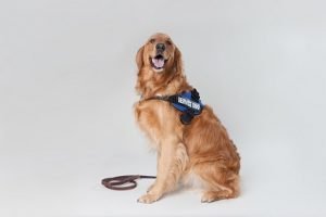 service dog ofa certification cost