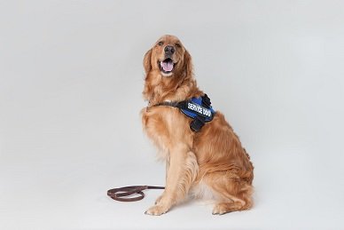 service dog ofa certification cost