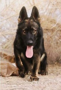 physical appearance of ddr german shepherds