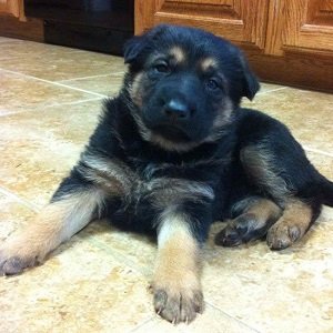 4 week old german shepherd puppy