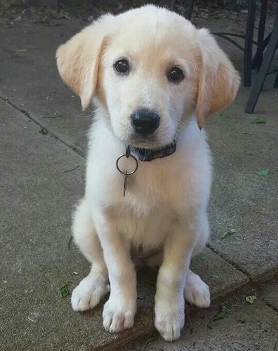 Great Pyrenees Lab Mix - All You Need To Know