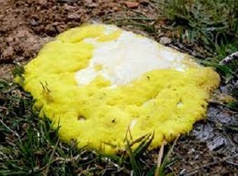 How To Get Rid Of Dog Vomit Fungus