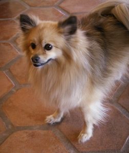 What are throwback Pomeranians