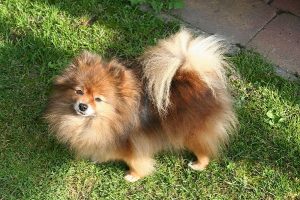 Why throwback Pomeranian are larger