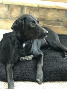 bluetick coonhound lab mix