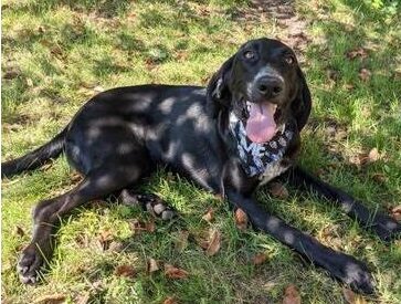 Blue Tick Hound Lab Mix - LABBE - Most Comprehensive Information