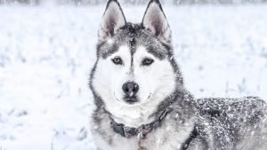 do huskies like snow
