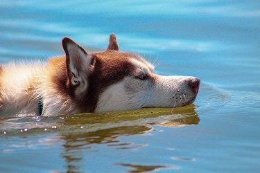 do huskies like to swim