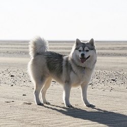 do pomsky shed