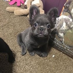 Fluffy Frenchie - What is it? - Is it A Good Dog?